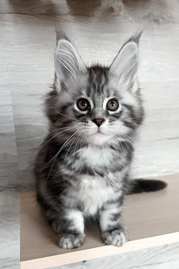 Silena | Maine Coon Kitten