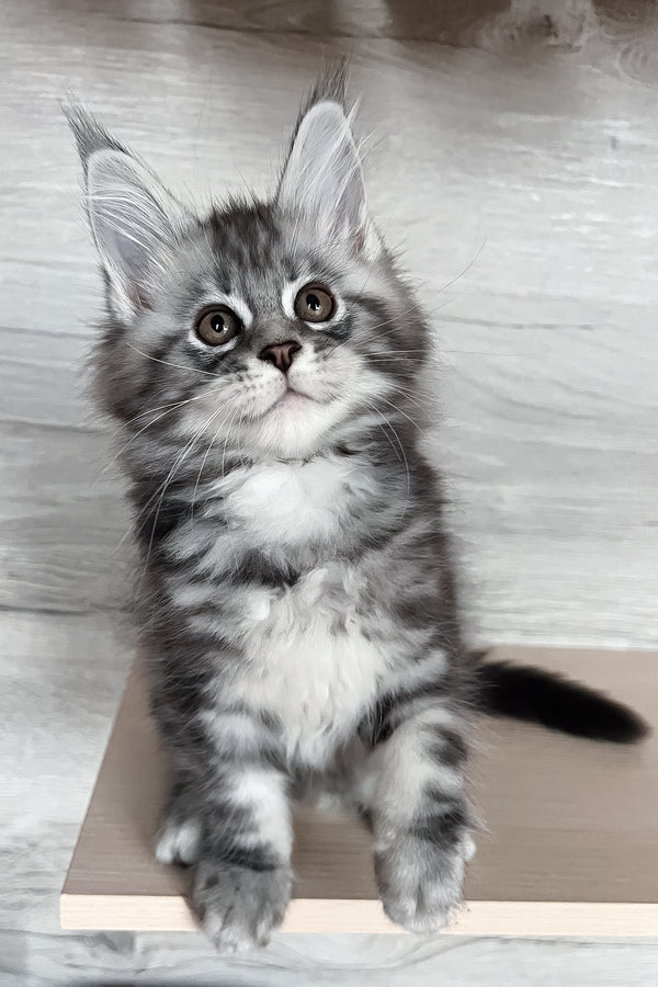 Silena | Maine Coon Kitten