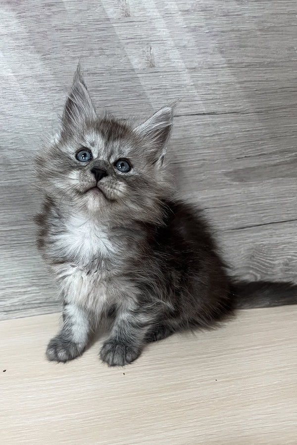 Puma | Maine Coon Kitten