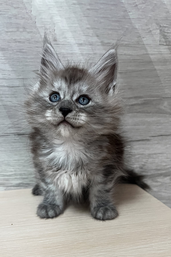 Puma | Maine Coon Kitten