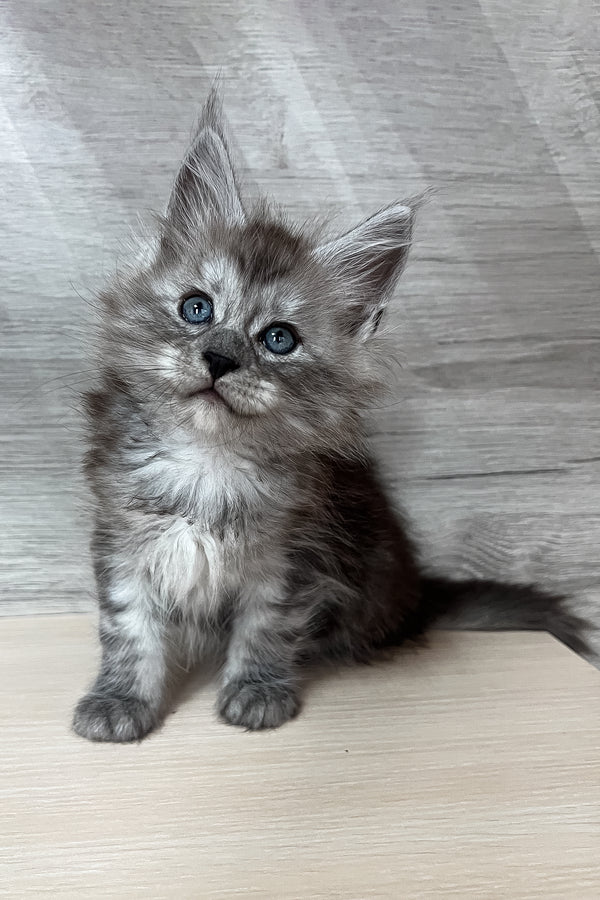 Puma | Maine Coon Kitten