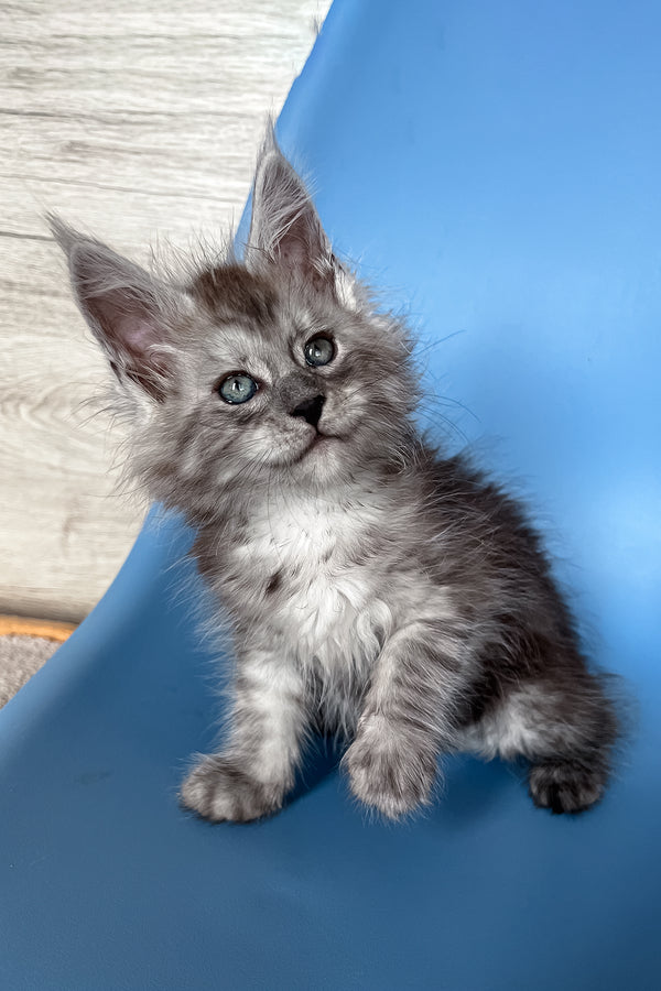 Puma | Maine Coon Kitten