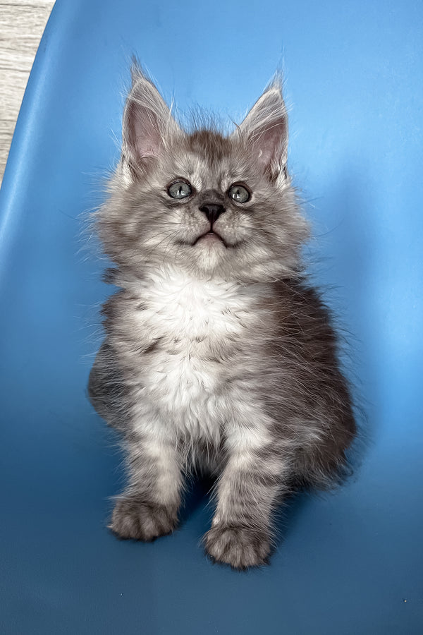 Puma | Maine Coon Kitten