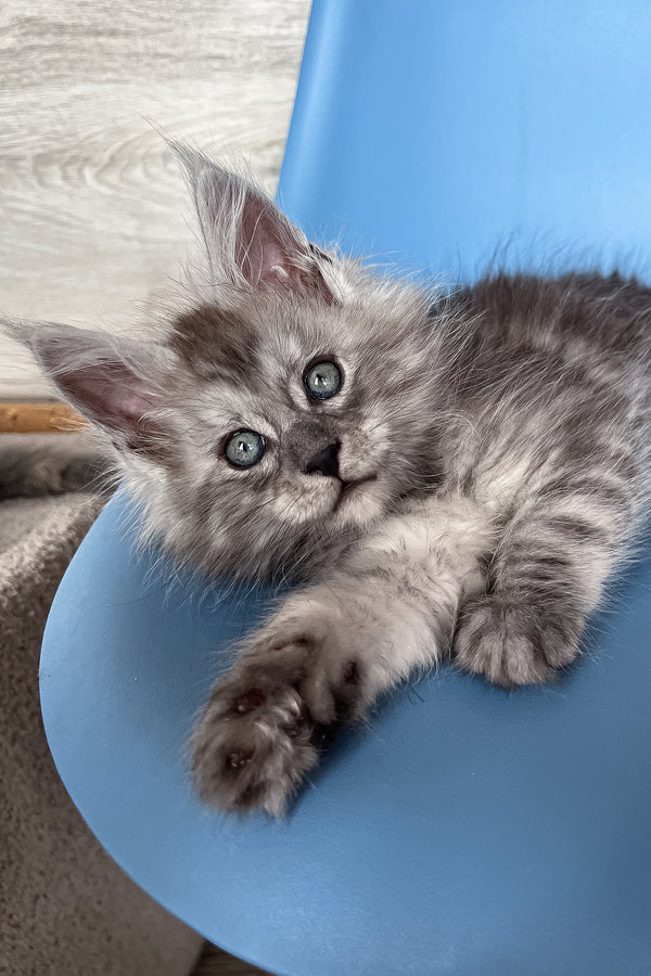 Puma | Maine Coon Kitten