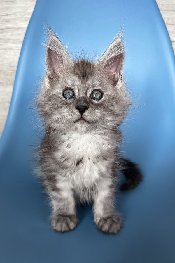 Puma | Maine Coon Kitten