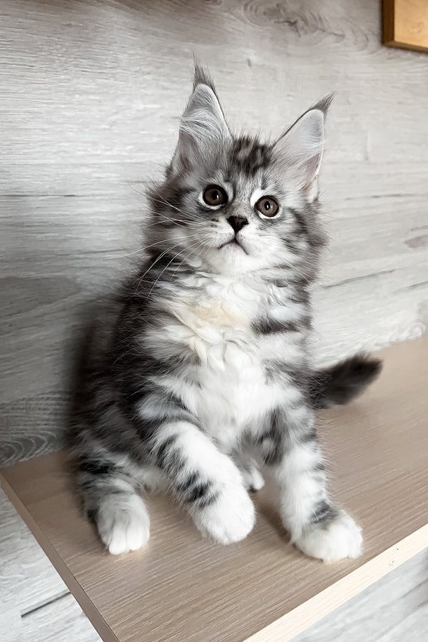 Slava | Maine Coon Kitten