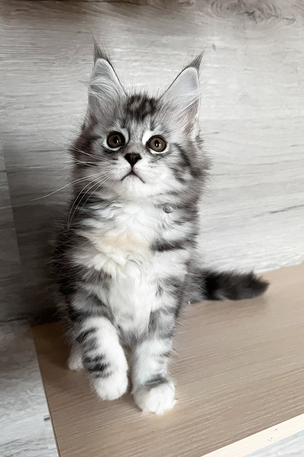 Slava | Maine Coon Kitten