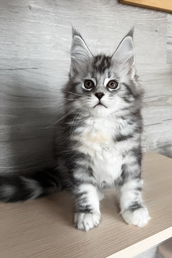 Slava | Maine Coon Kitten