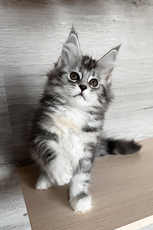 Slava | Maine Coon Kitten