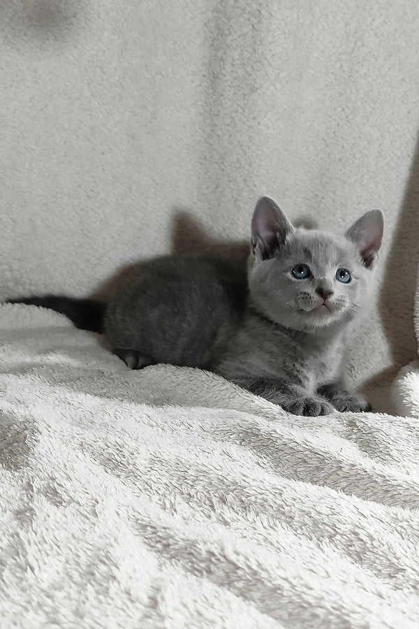 Partos | Russian Blue Kitten