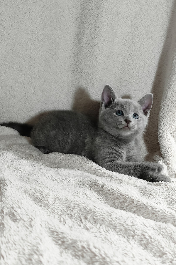 Partos | Russian Blue Kitten