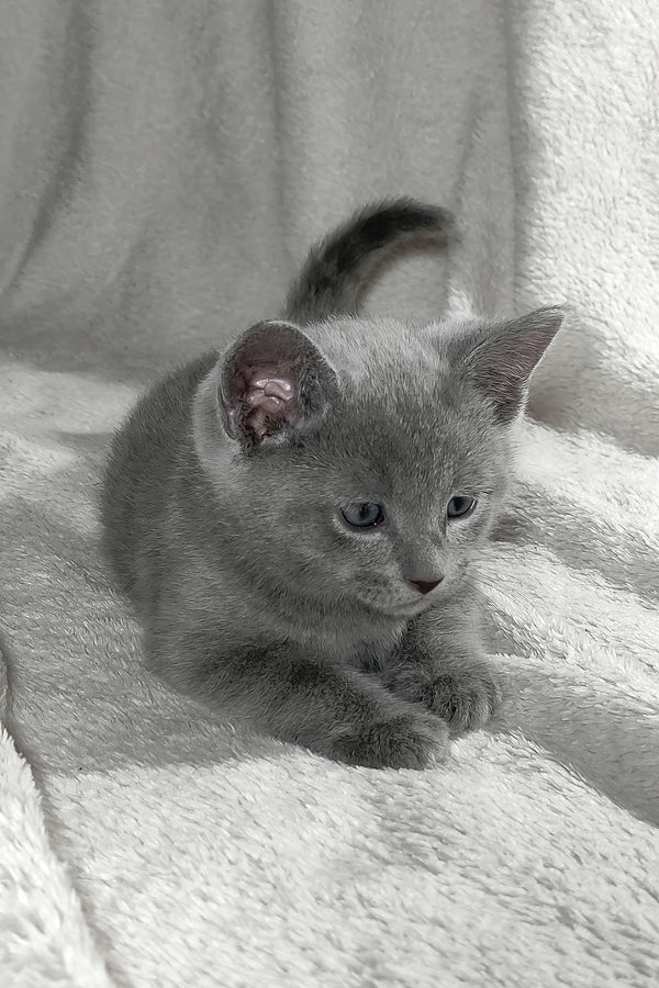 Partos | Russian Blue Kitten