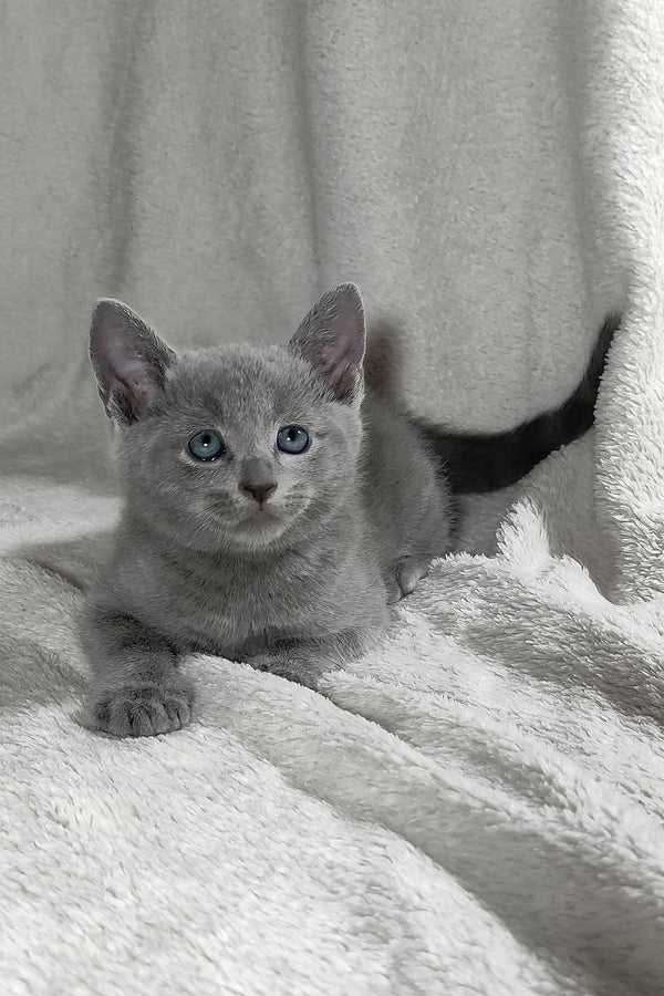 Partos | Russian Blue Kitten