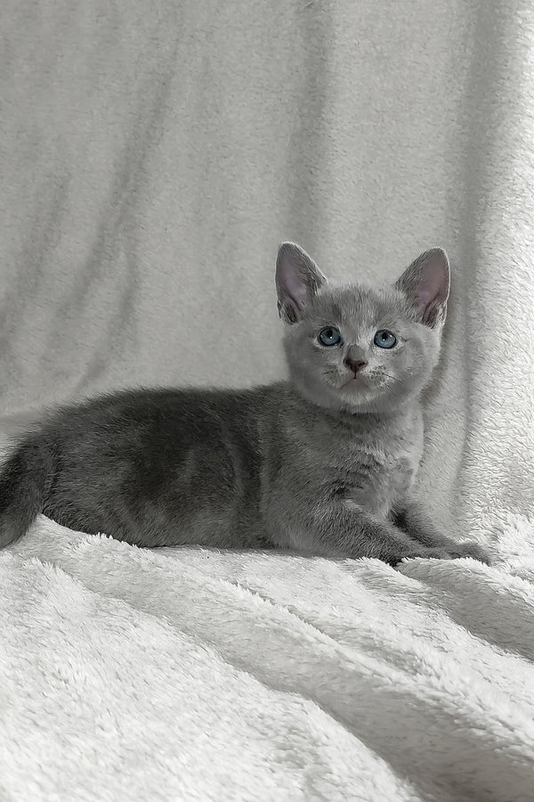 Partos | Russian Blue Kitten