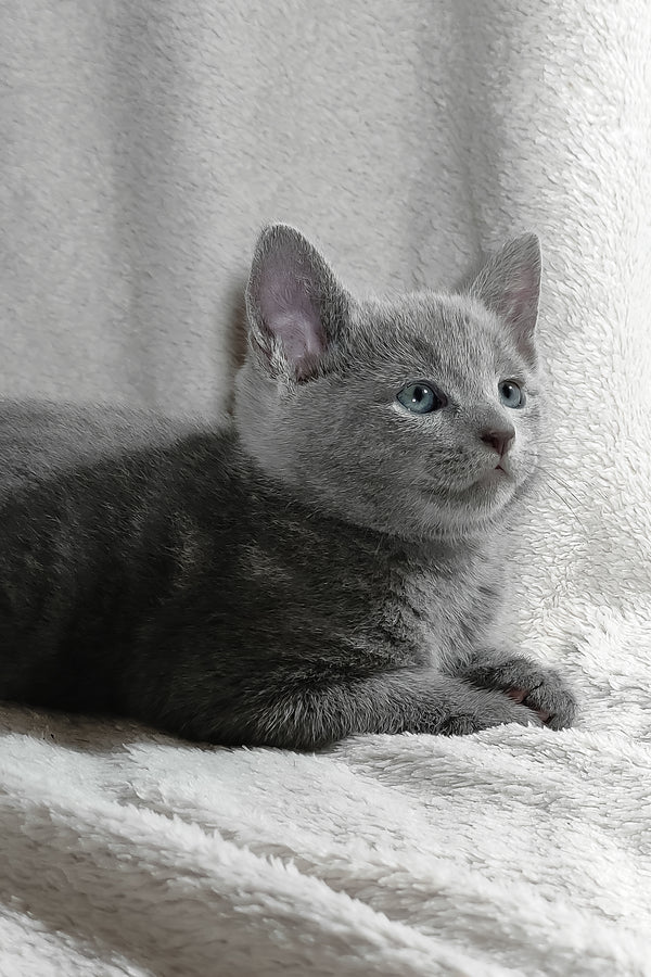 Partos | Russian Blue Kitten
