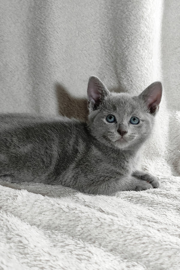 Partos | Russian Blue Kitten