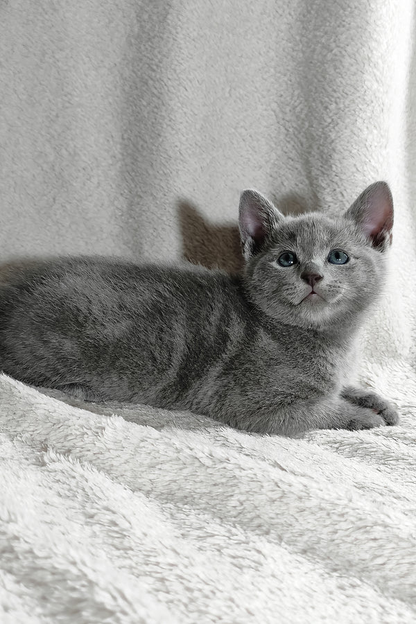 Partos | Russian Blue Kitten