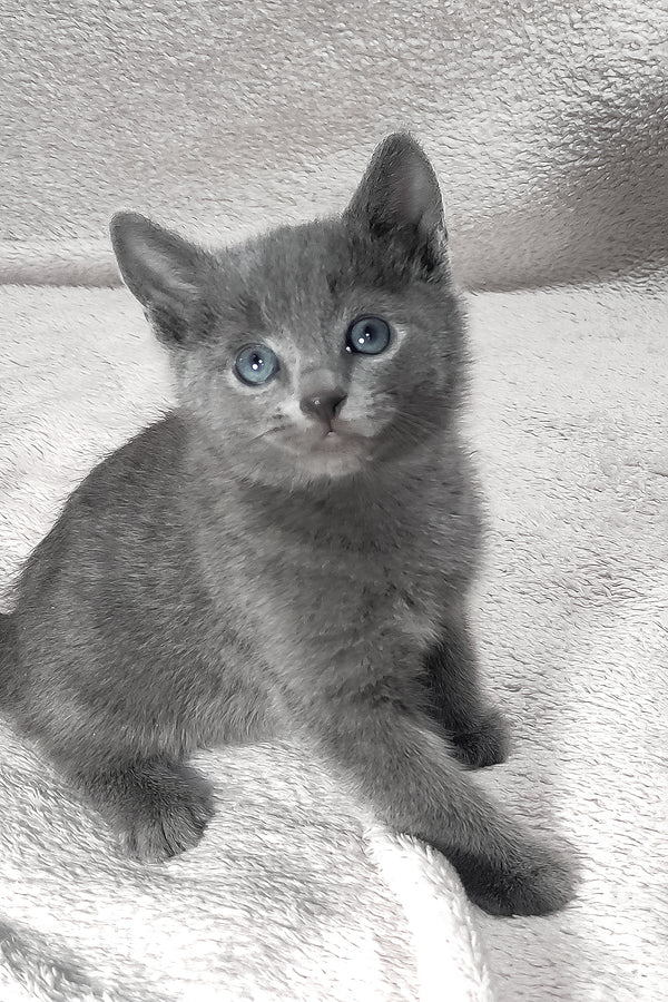 Louis | Russian Blue Kitten