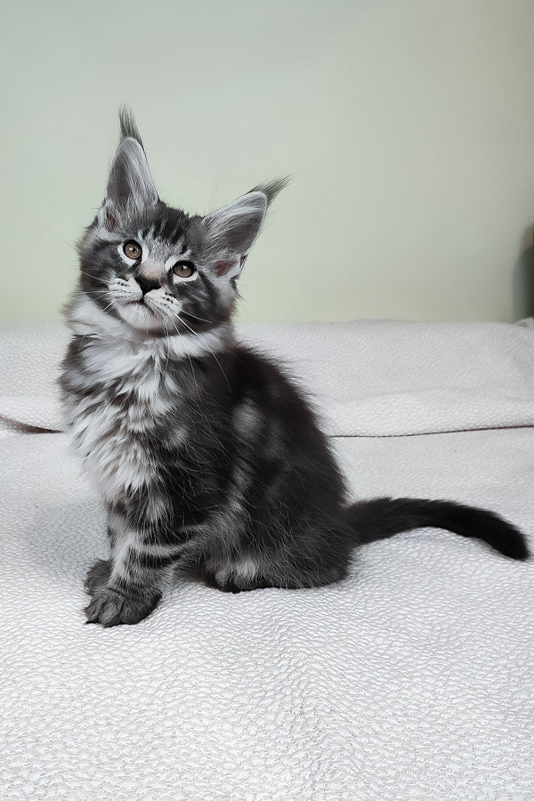 Tiger | Maine Coon Kitten