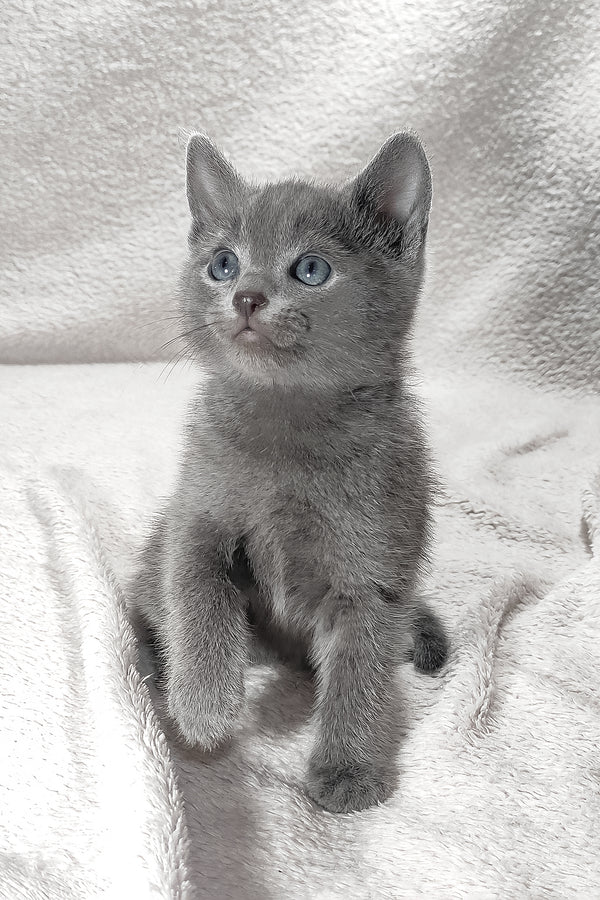 Louis | Russian Blue Kitten