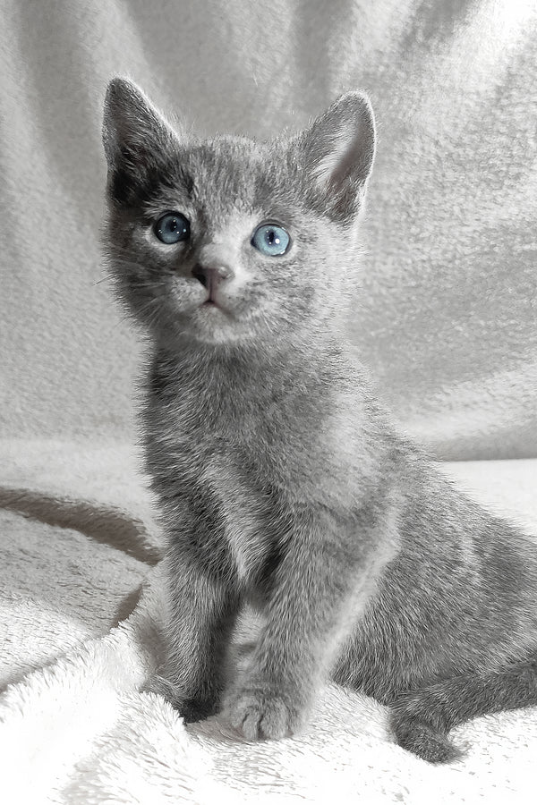 Louis | Russian Blue Kitten