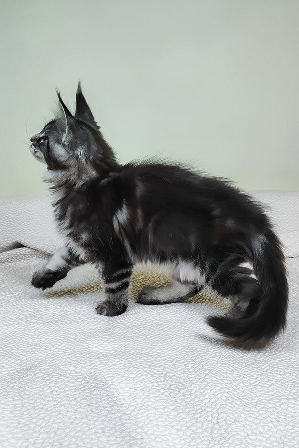 Tiger | Maine Coon Kitten