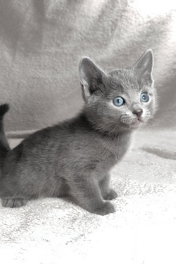 Louis | Russian Blue Kitten