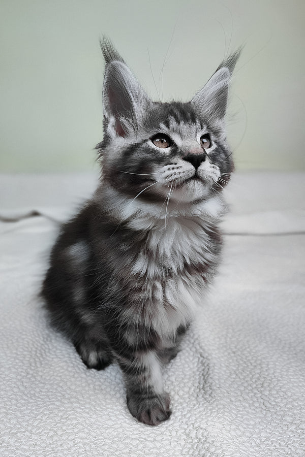 Tiger | Maine Coon Kitten