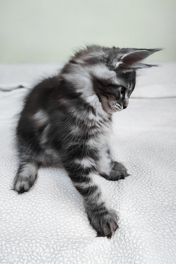 Tiger | Maine Coon Kitten