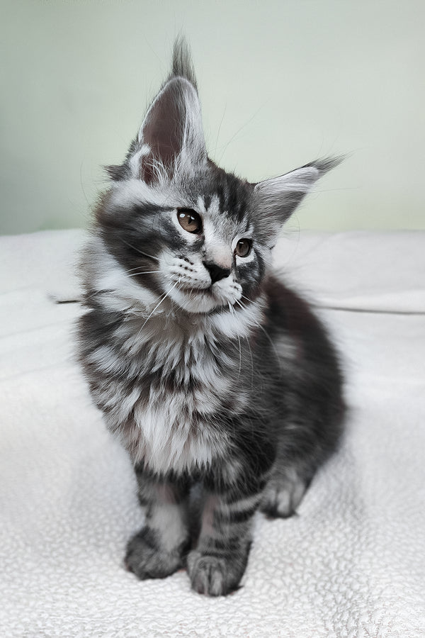 Tiger | Maine Coon Kitten