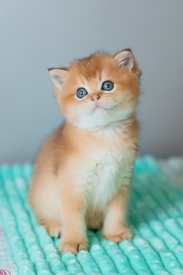 Cake | Scottish Straight Kitten