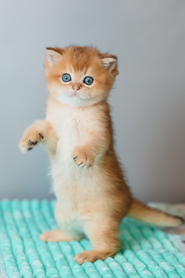 Cake | Scottish Straight Kitten