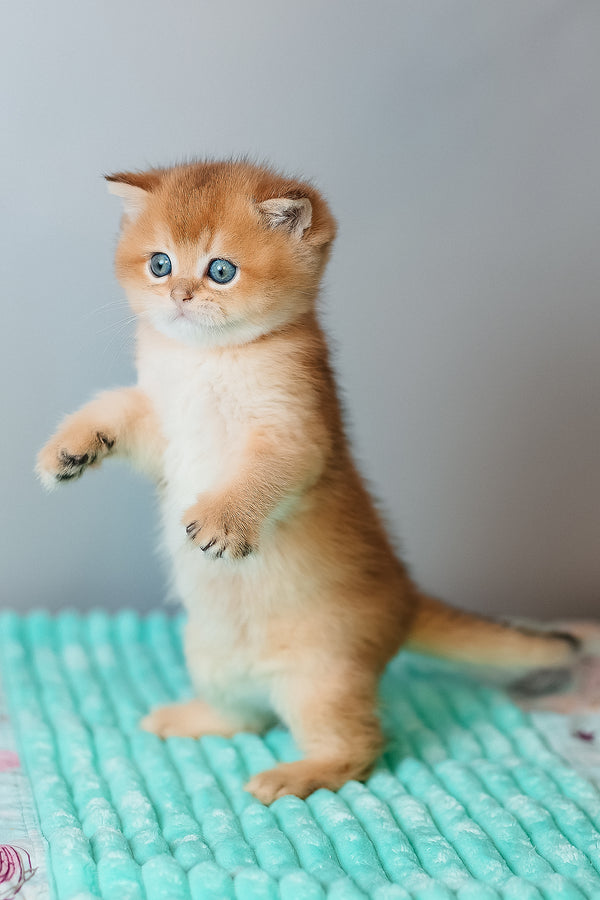 Cake | Scottish Straight Kitten