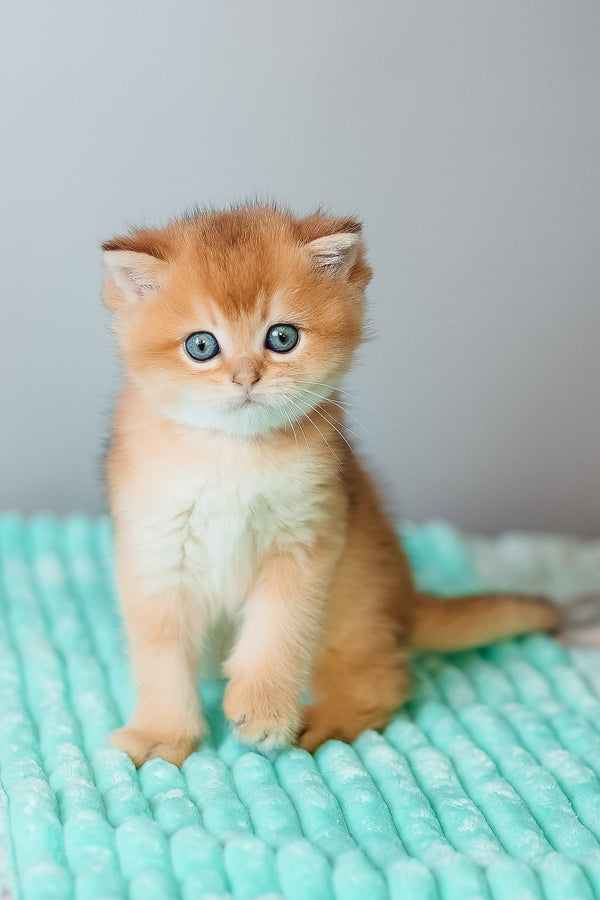 Cake | Scottish Straight Kitten