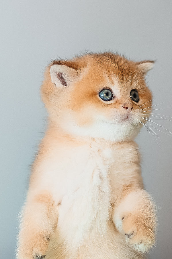 Cake | Scottish Straight Kitten