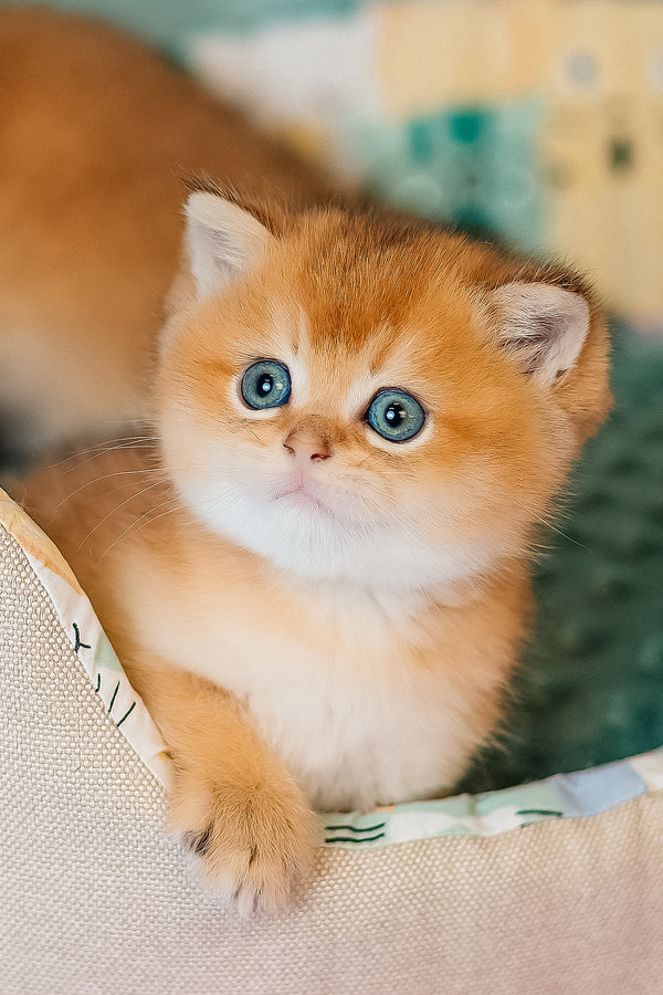 Cake | Scottish Straight Kitten