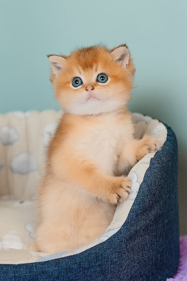 Cake | Scottish Straight Kitten