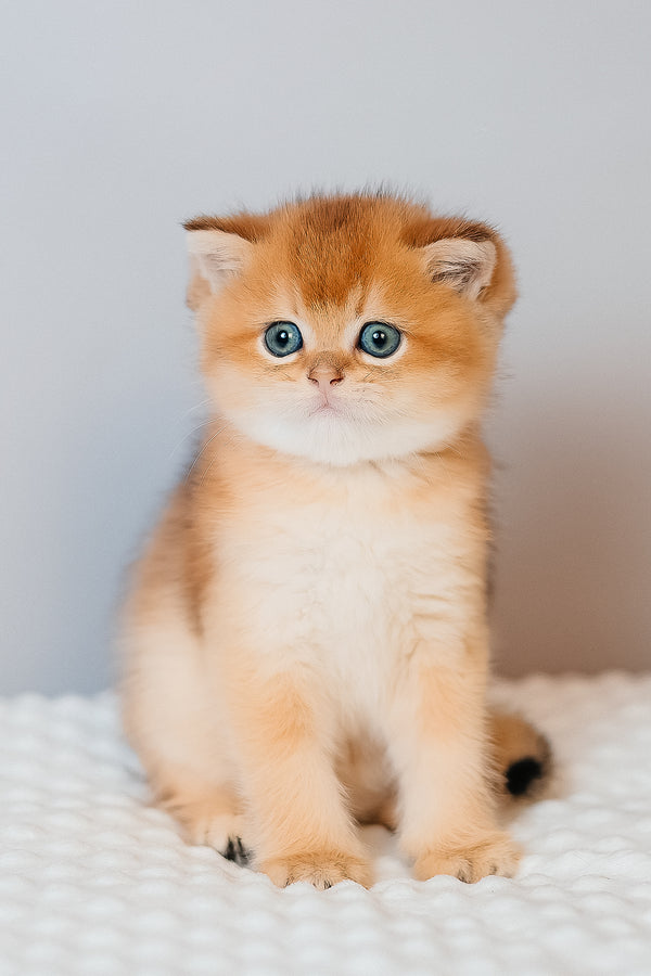 Cake | Scottish Straight Kitten