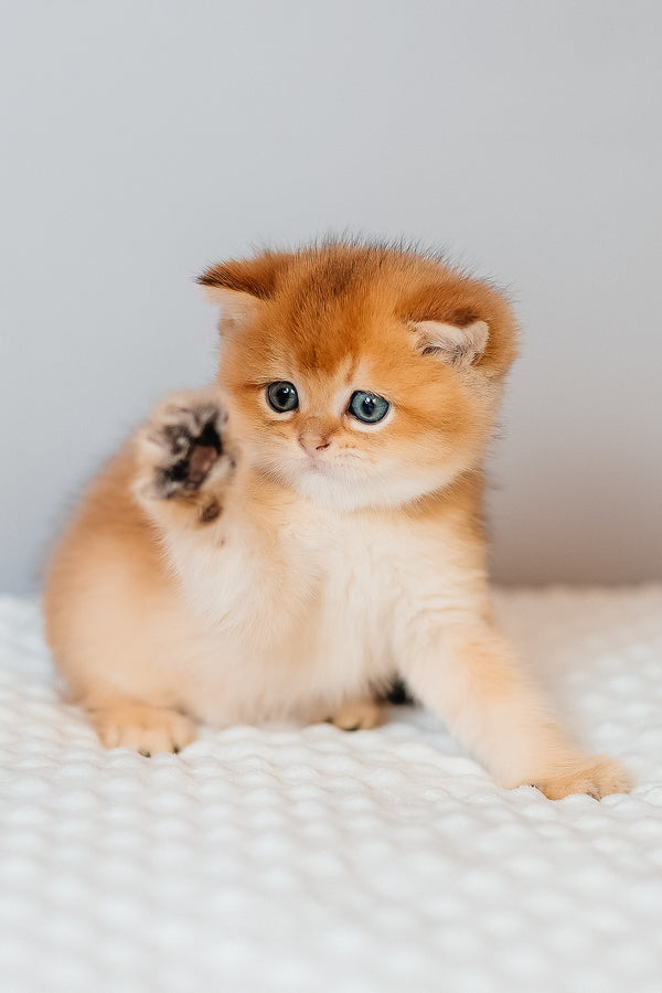Cake | Scottish Straight Kitten
