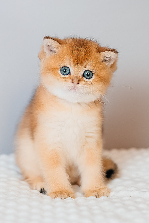 Cake | Scottish Straight Kitten