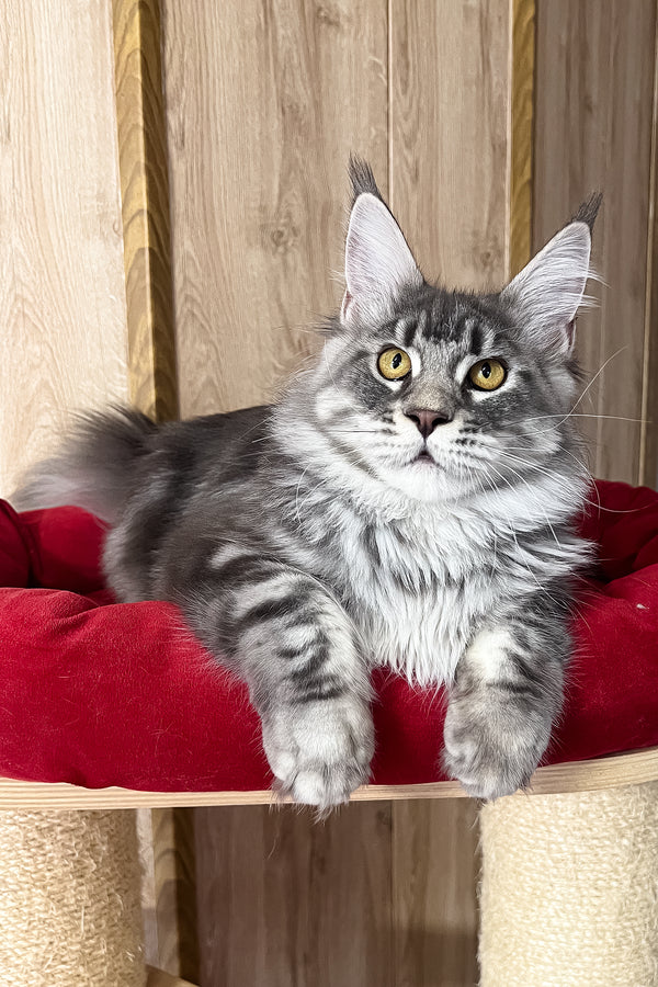 Mavrik | Maine Coon Kitten