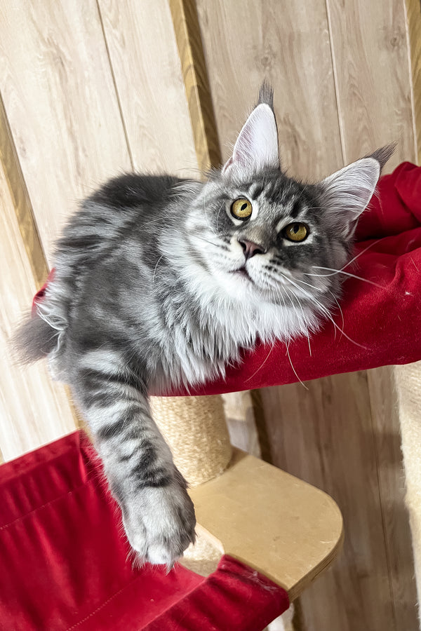 Mavrik | Maine Coon Kitten