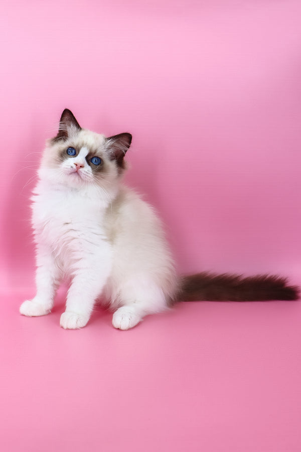 Hector | Ragdoll Kitten