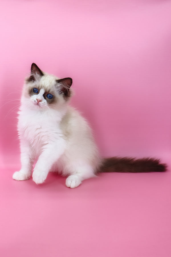 Hector | Ragdoll Kitten