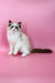 Hector | Ragdoll Kitten