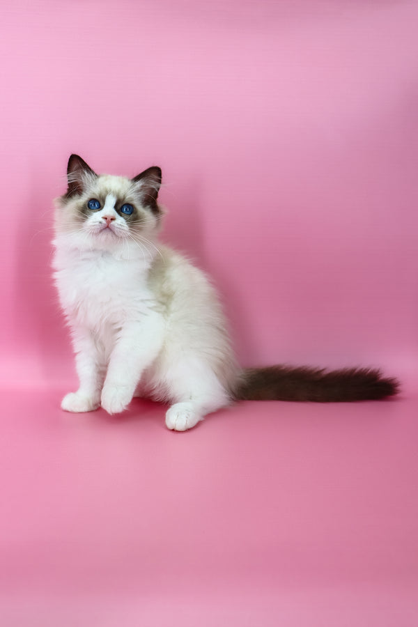 Hector | Ragdoll Kitten