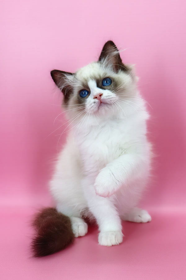 Hector | Ragdoll Kitten