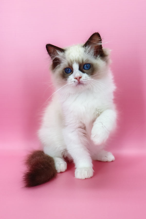 Hector | Ragdoll Kitten