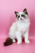 Hector | Ragdoll Kitten