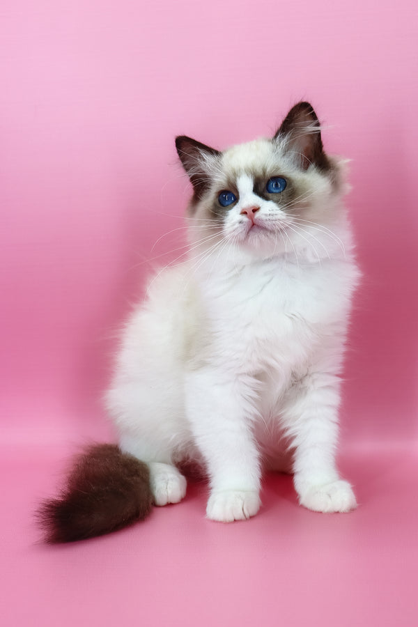 Hector | Ragdoll Kitten